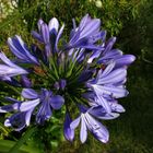 Agapanthus (Schmucklilie) IV