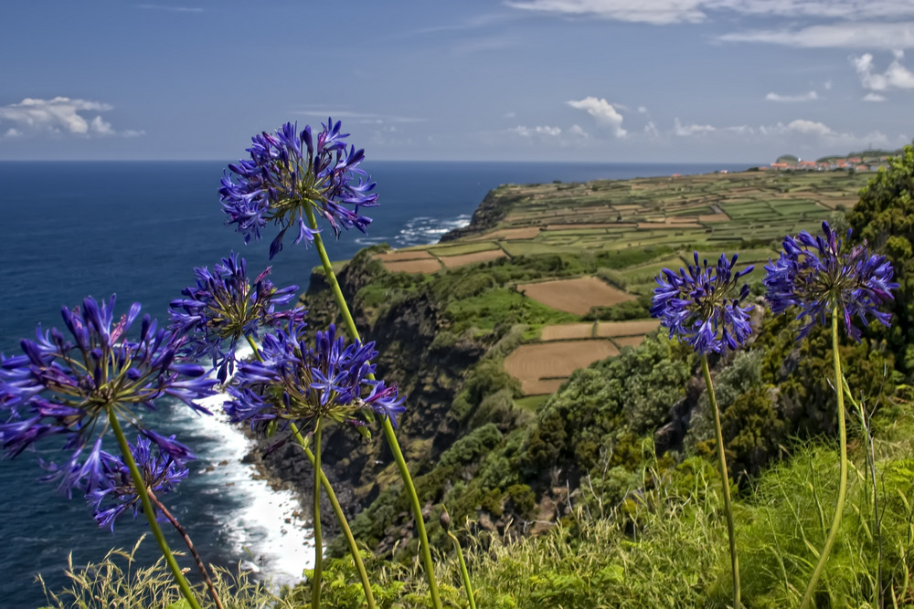 Agapanthus Terceira (Azoren)