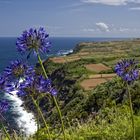 Agapanthus Terceira (Azoren)