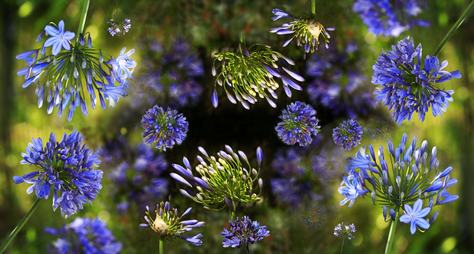 Agapanthus Tischdecke