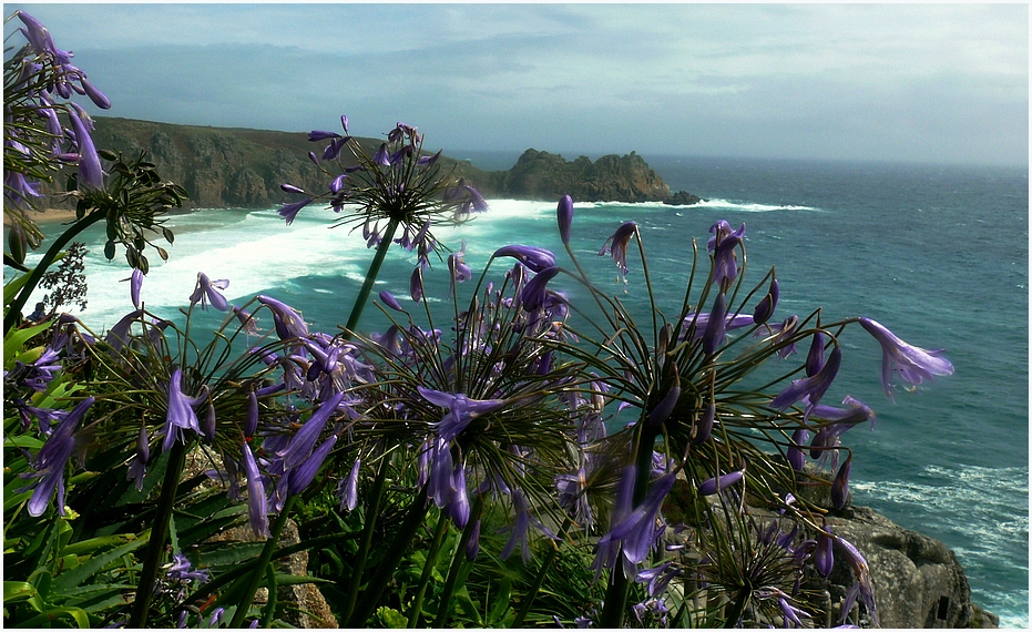 Agapanthus trifft Meer