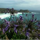 Agapanthus trifft Meer