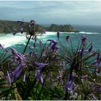 Agapanthus trifft Meer