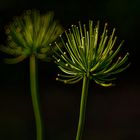 Agapanthus-Variationen I