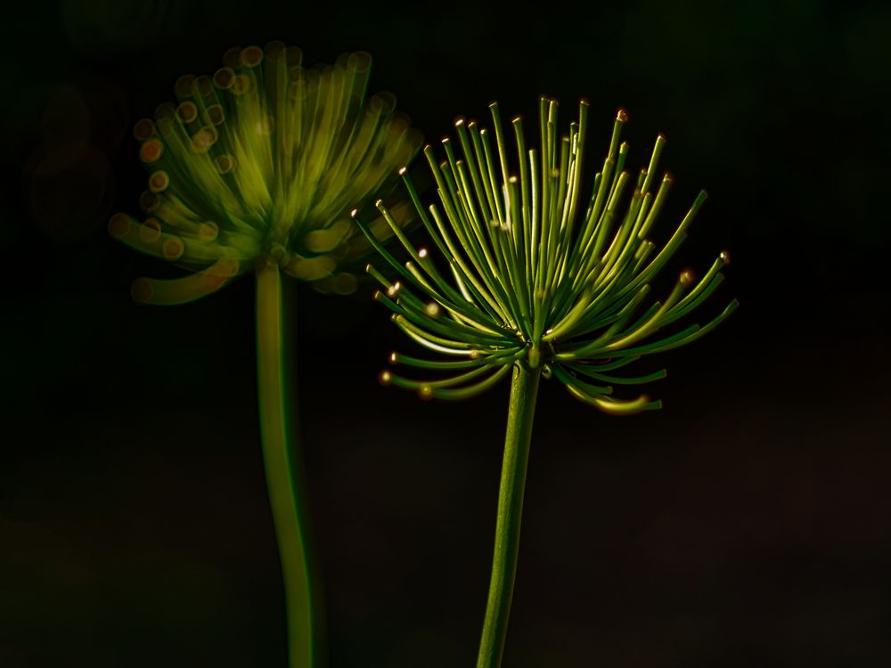 Agapanthus-Variationen I