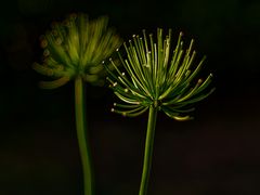 Agapanthus-Variationen I