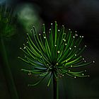 Agapanthus-Variationen II