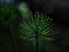 Agapanthus-Variationen II