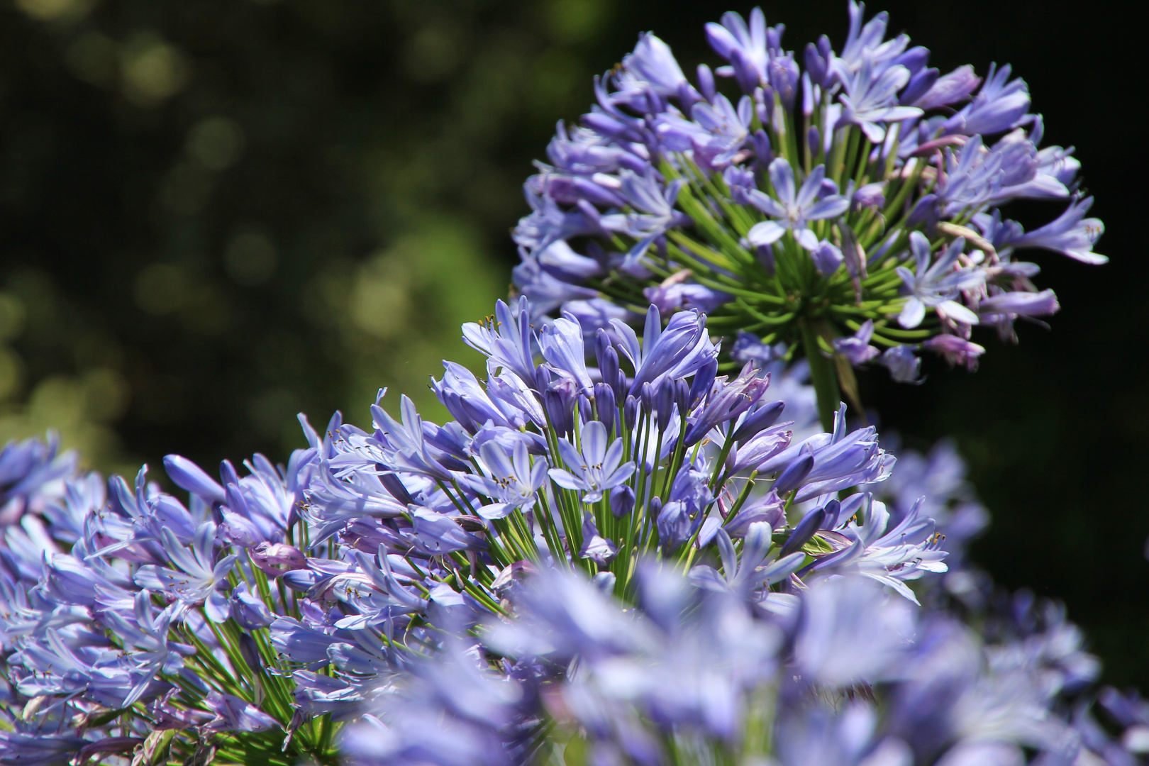 Agapanthus violett