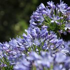 Agapanthus violett