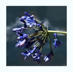 Agapanthus von Sigrun Beavorschlag