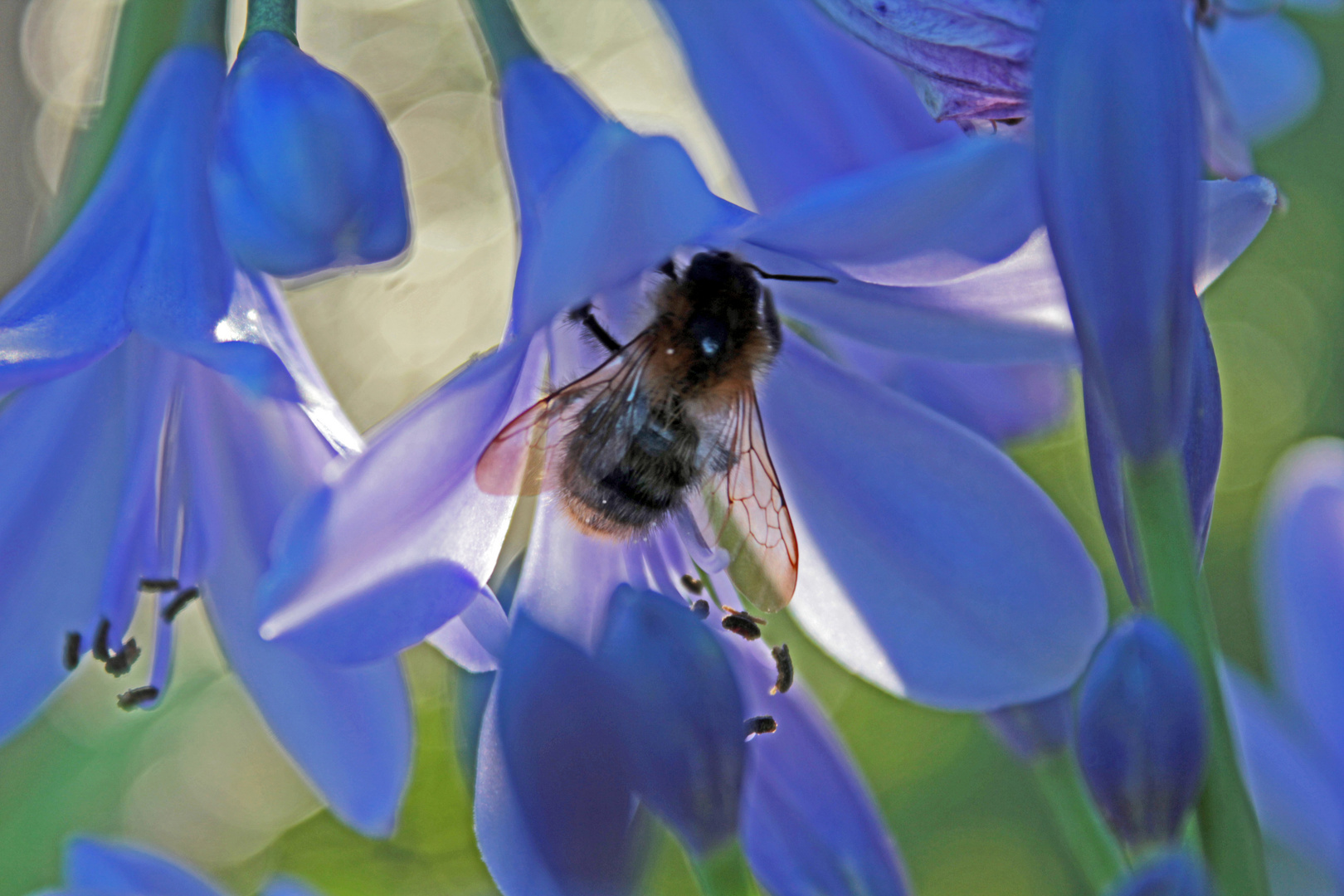 Agapanthusblüte mit Hummel