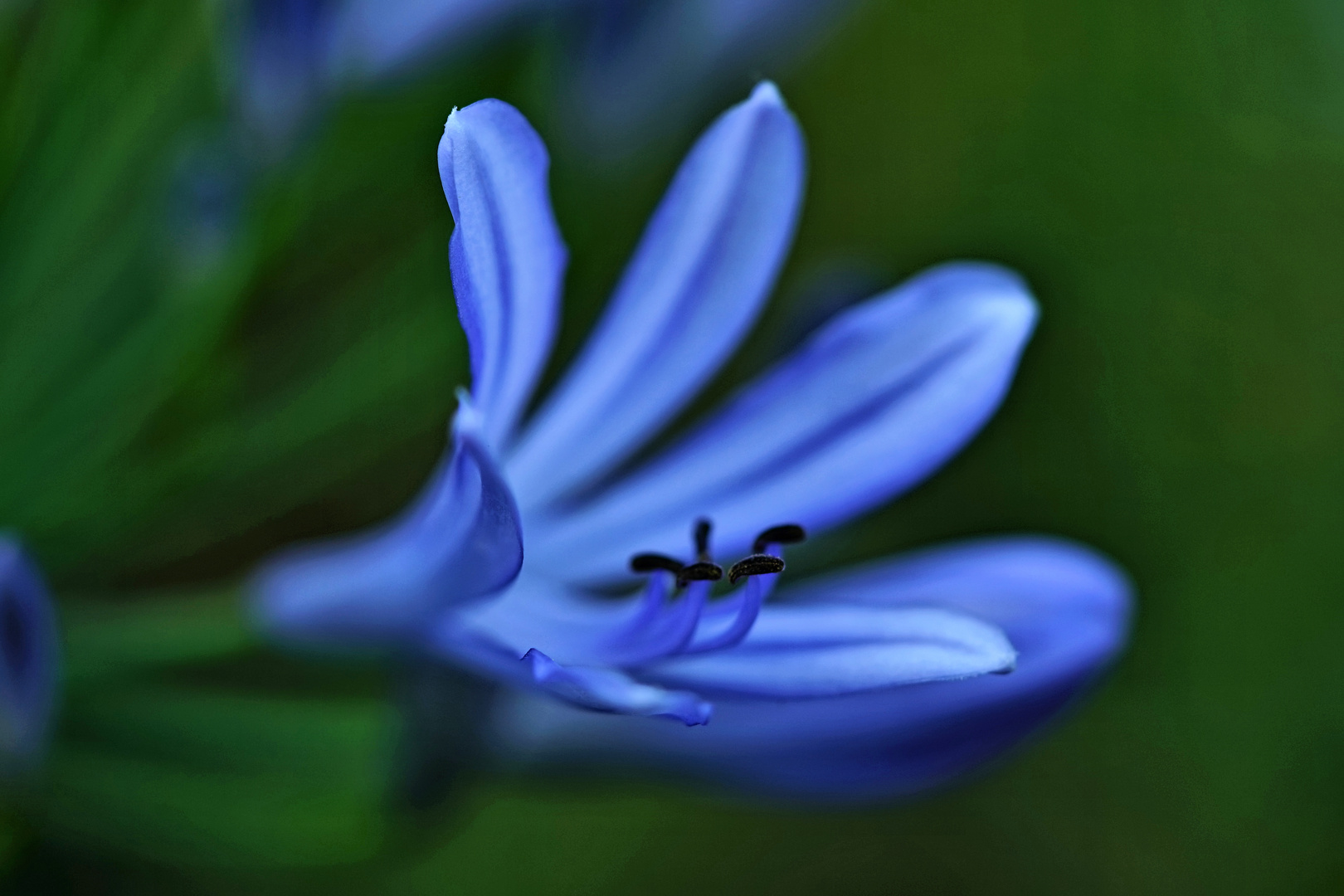 Agapanthusblüten Aquarell