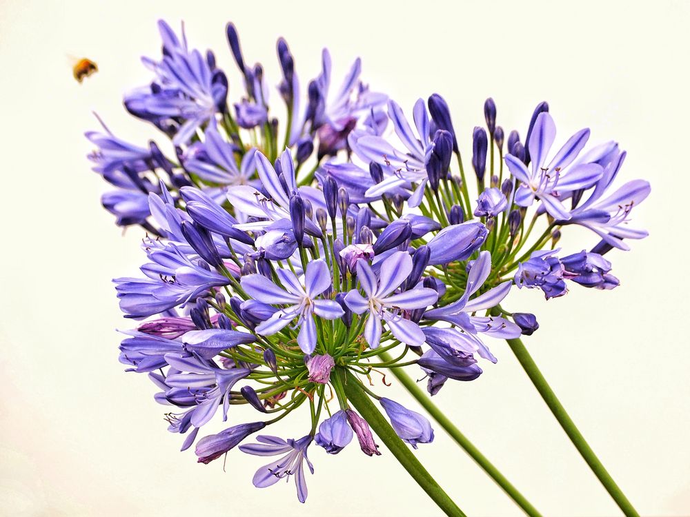 53+ Agapanthus Blüten Abschneiden, Agapanthus ist pflegeleicht und