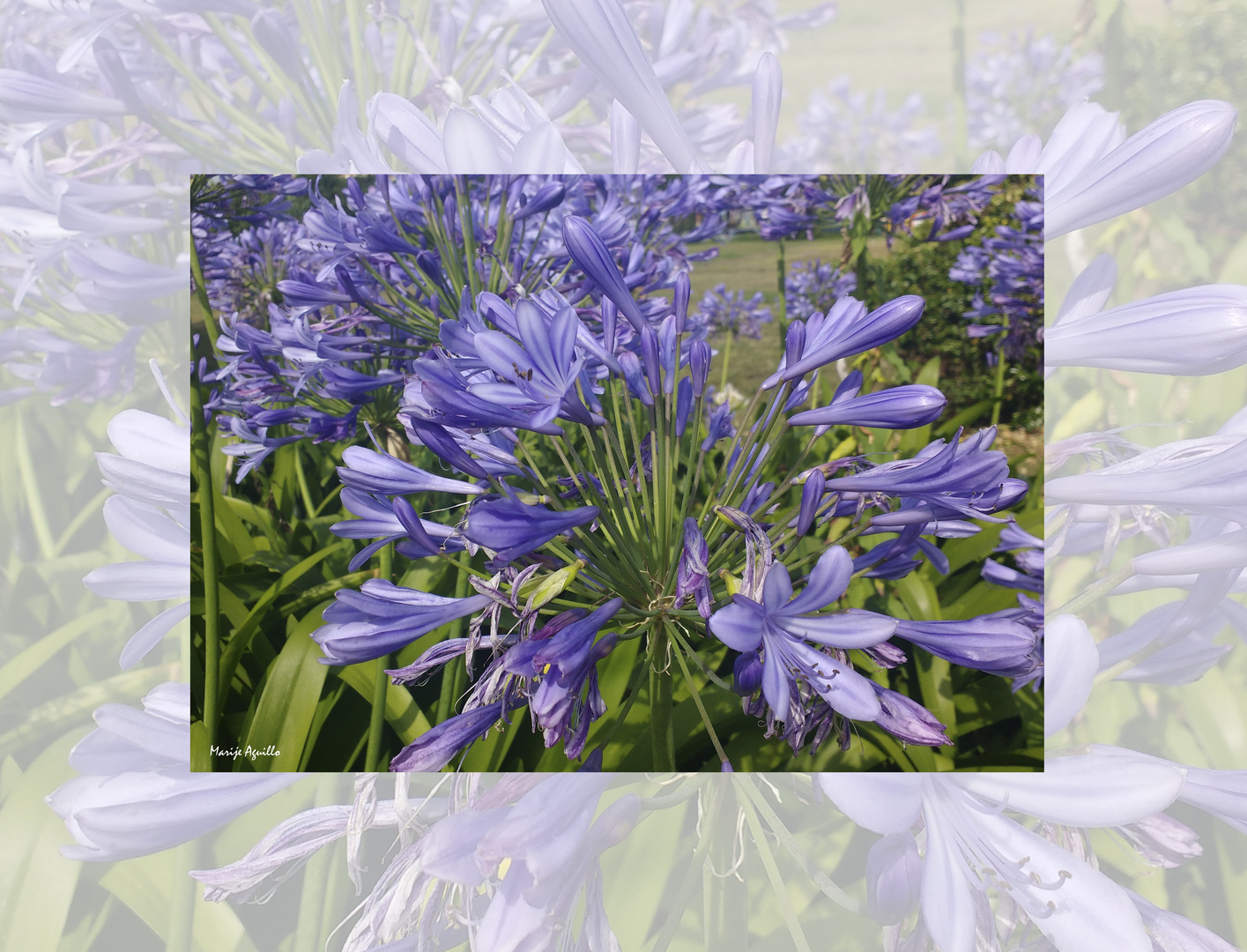 Agapanto   (Agapanthus africanus)