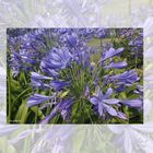 Agapanto   (Agapanthus africanus)