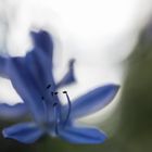 Agapantus-Blüte