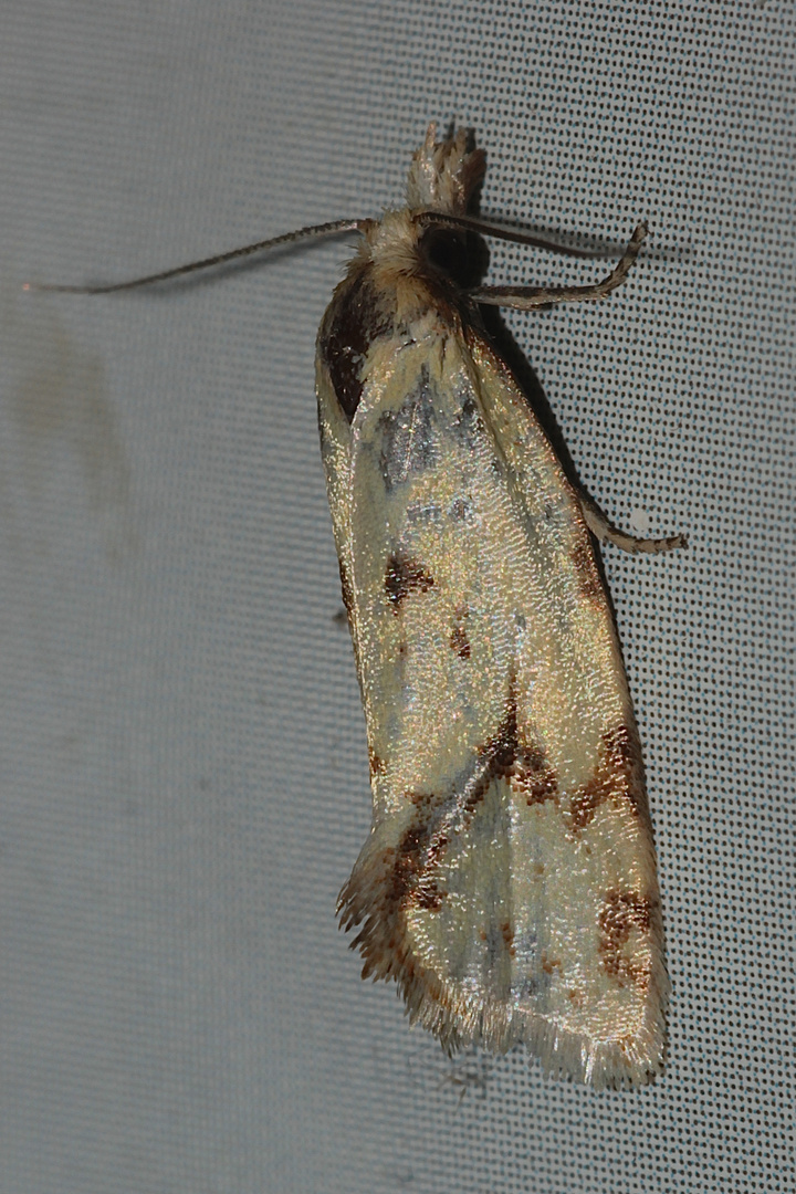 Agapeta hamana