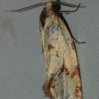 Agapeta hamana