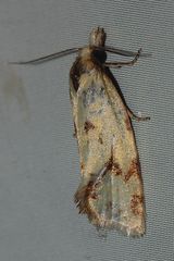 Agapeta hamana