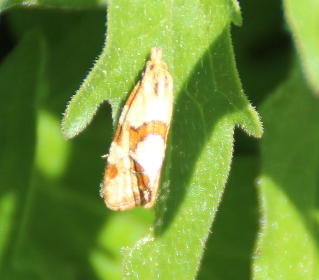Agapeta hamana Foto & Bild schmetterlinge, natur, insekten Bilder auf
