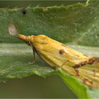 Agapeta hamana