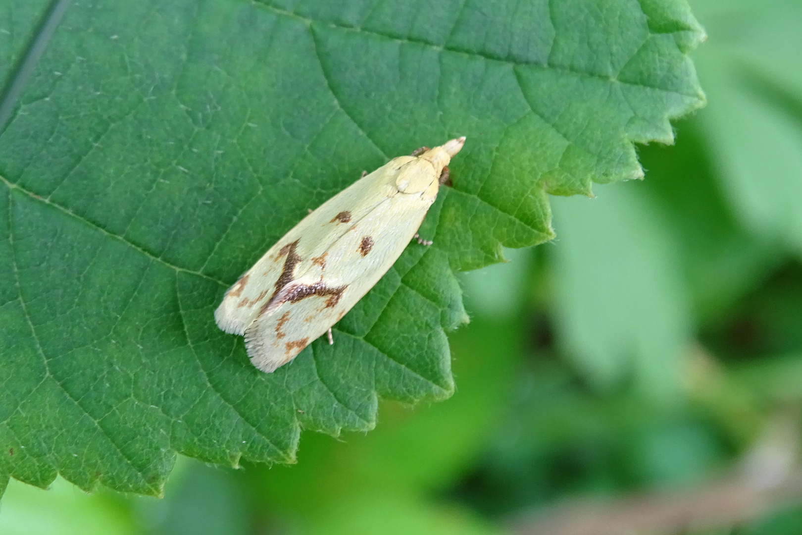 Agapeta hamana - ein Wickler