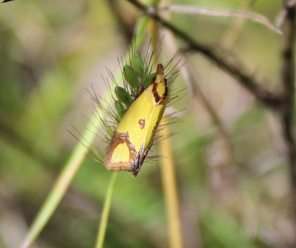 Agapeta  zoegana 