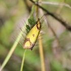 Agapeta  zoegana 