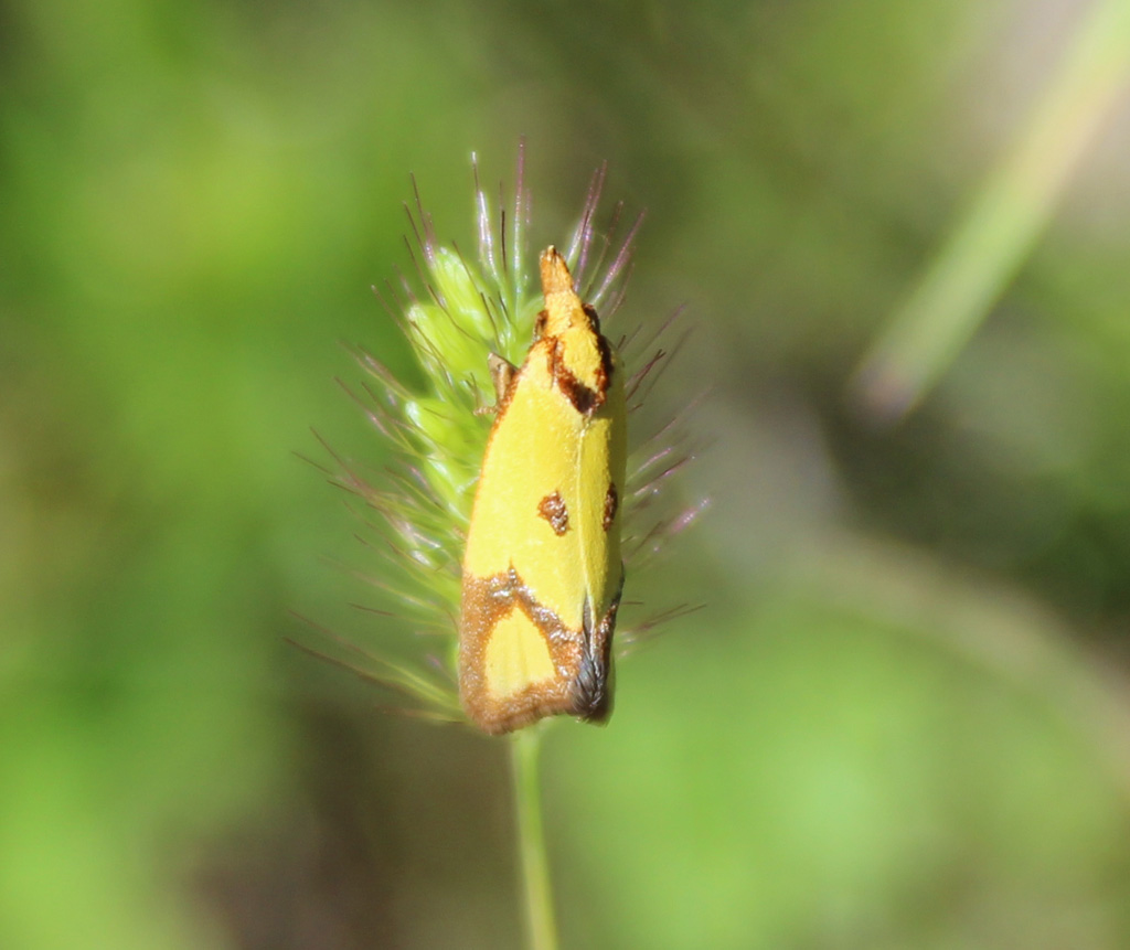  Agapeta  zoegana 