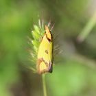  Agapeta  zoegana 