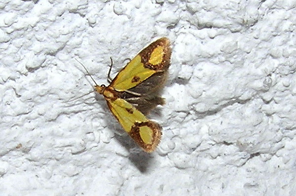 Agapeta  zoegana  