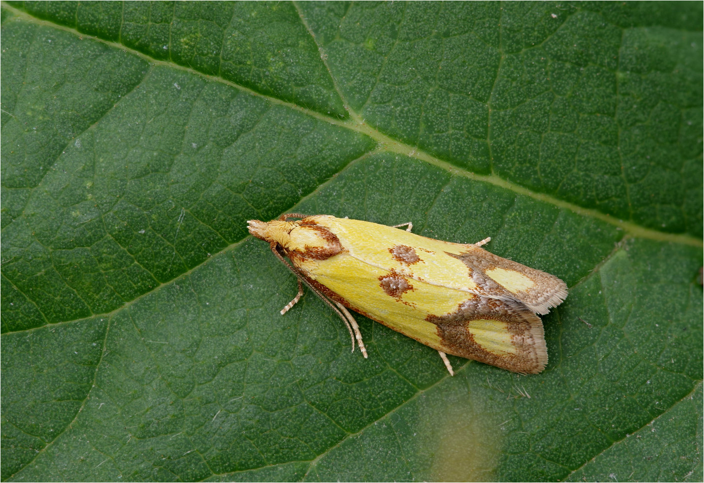 Agapeta zoegana (Schwefelgelber Flockenblumen-Wurzelfresser)