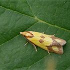 Agapeta zoegana (Schwefelgelber Flockenblumen-Wurzelfresser)