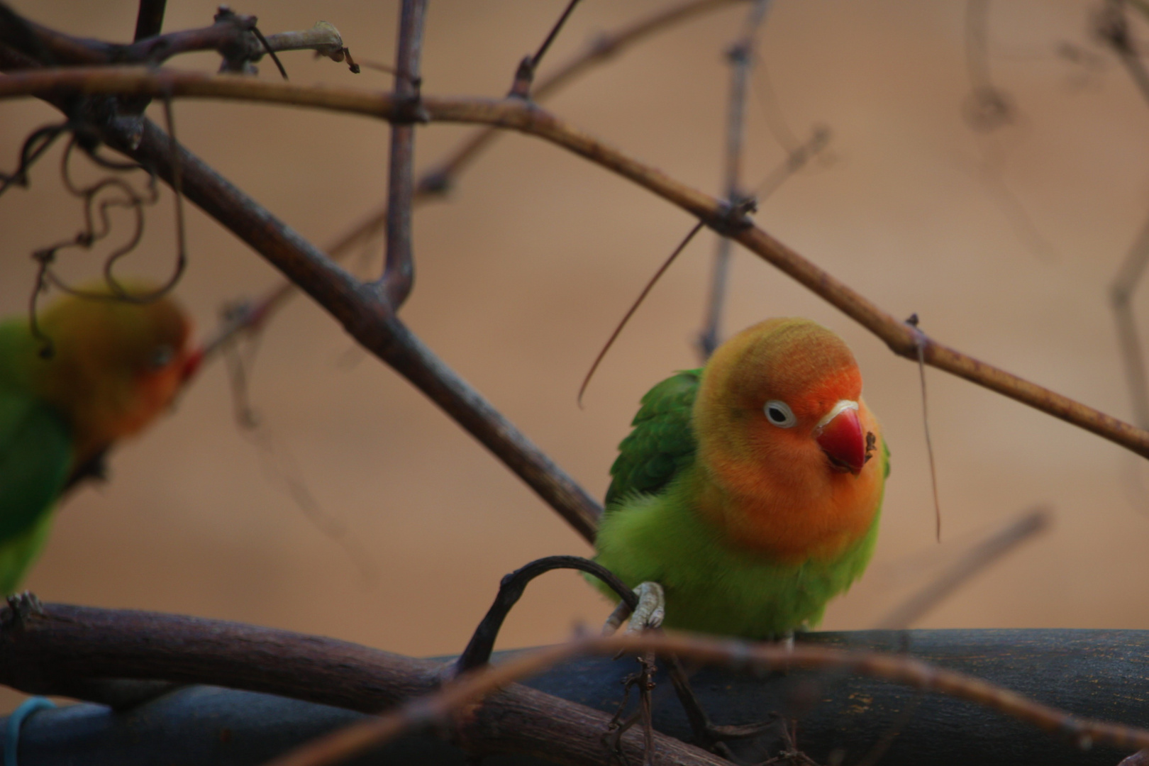 Agapornis en la vid