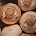 Agaricus