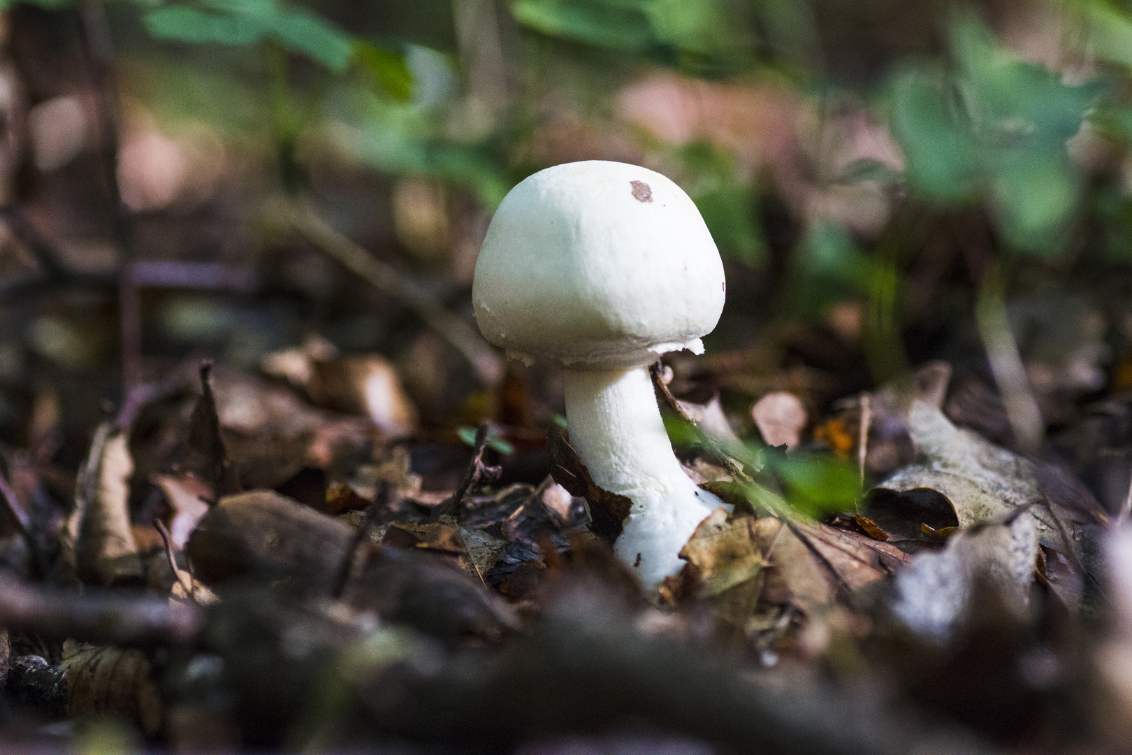 Agaricus campestris ?