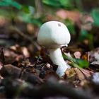 Agaricus campestris ?