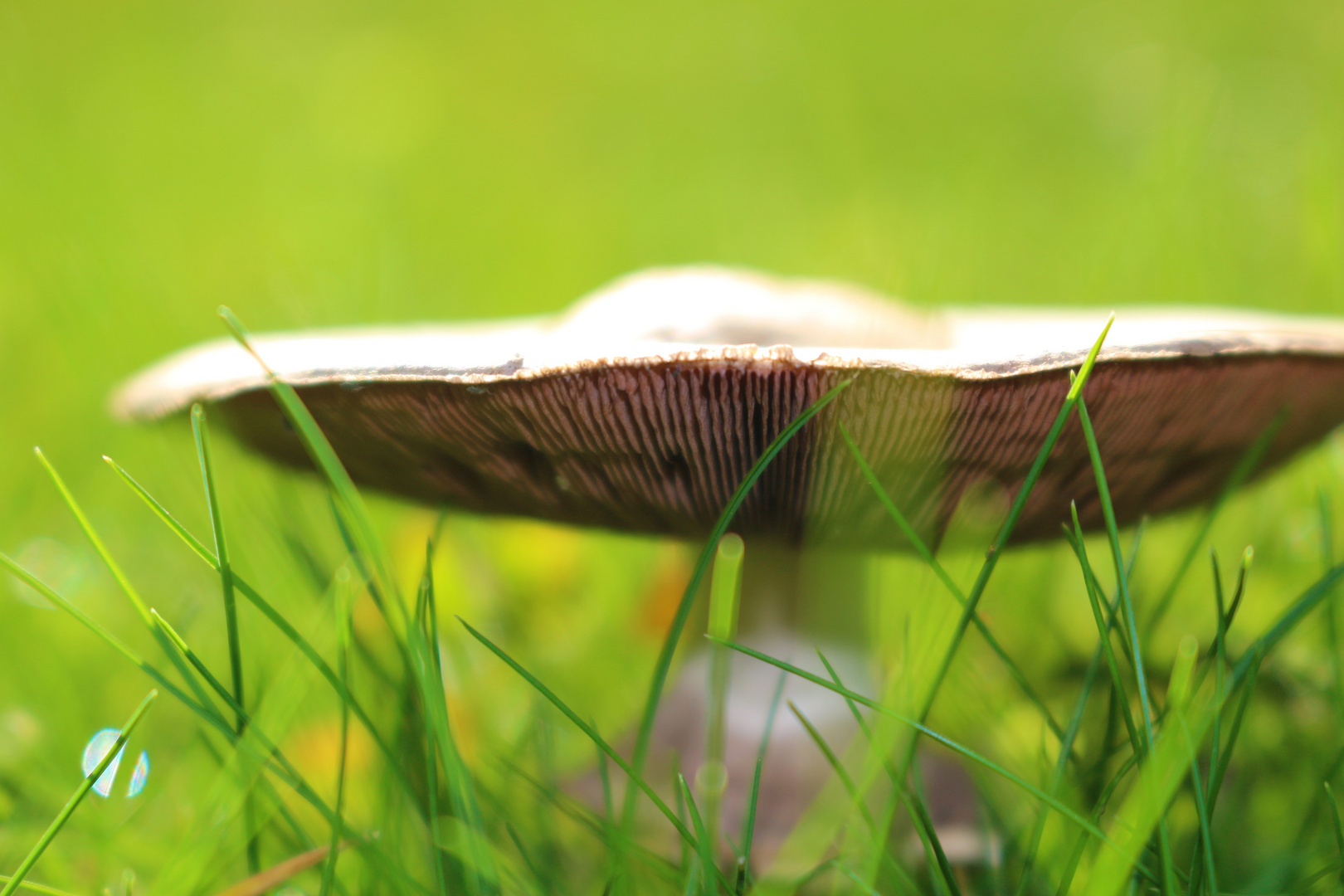 Agaricus campestris