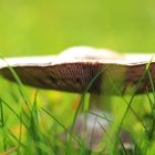 Agaricus campestris