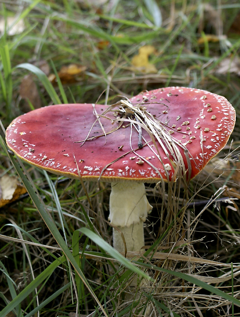 Agaricus muscarius