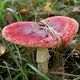 Agaricus muscarius