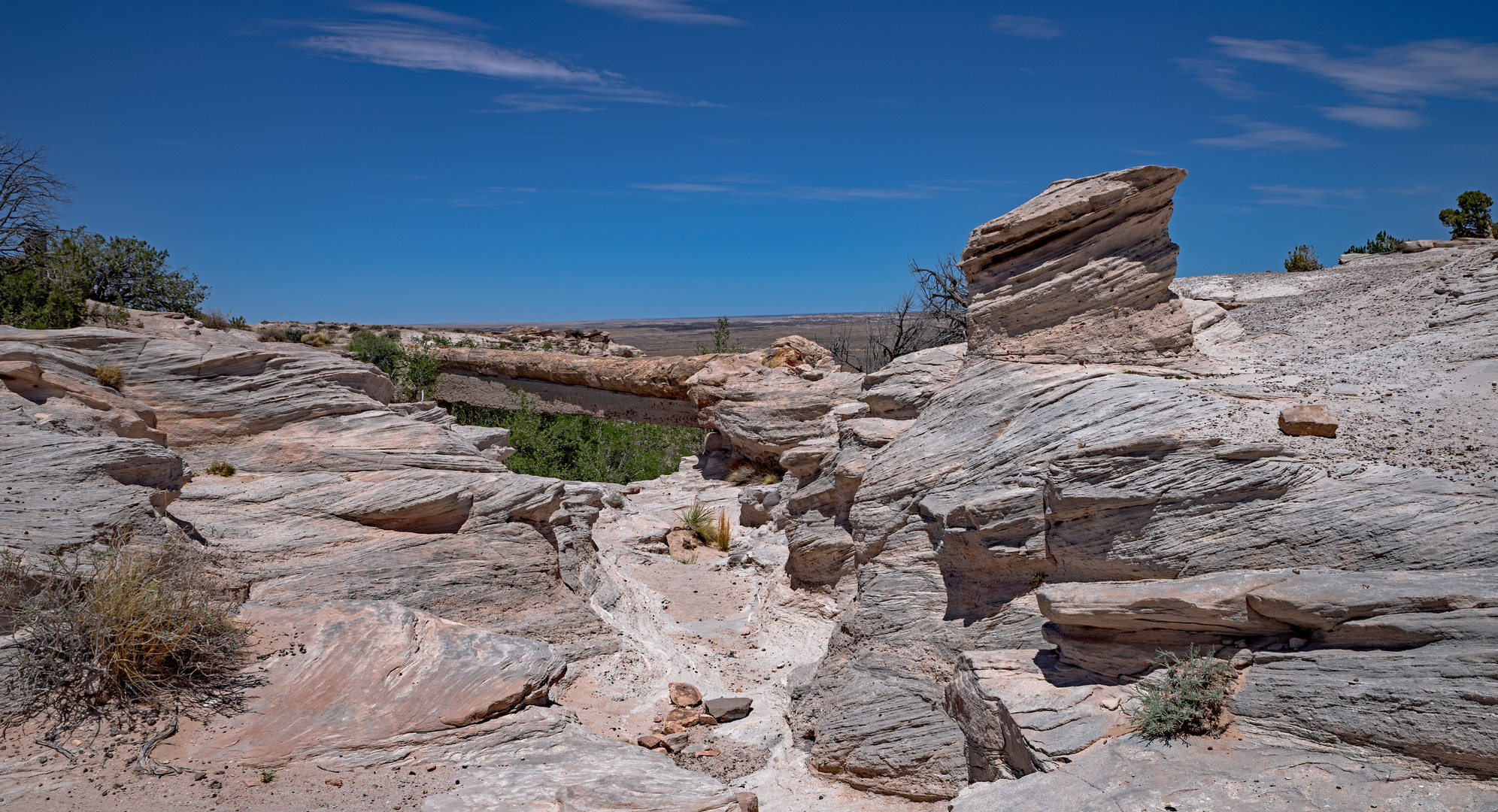 Agate-Bridge im Petrified Forest N.P.