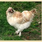 Agathe, eine der Hennen von Hannes dem Hahn