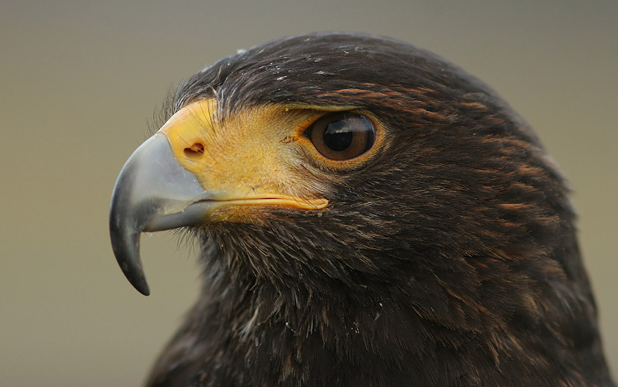 "Agathe" - Wüstenbussard