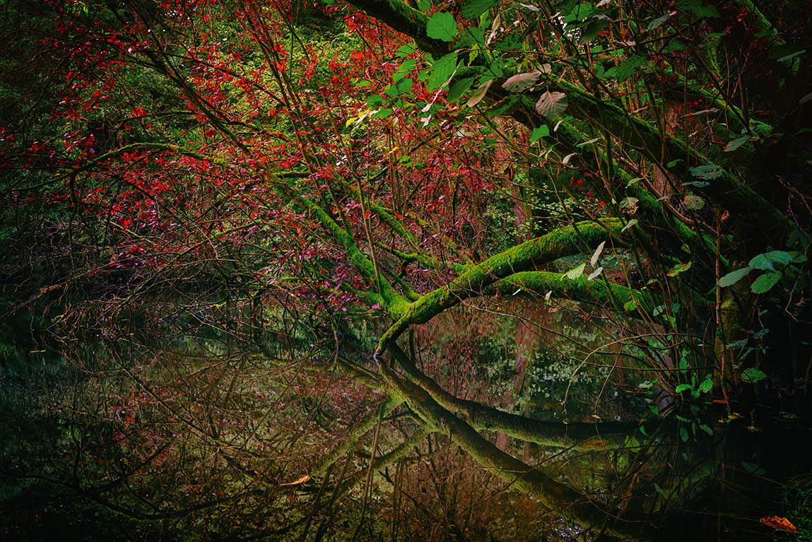 Agathenburger Schlosspark-Urwald