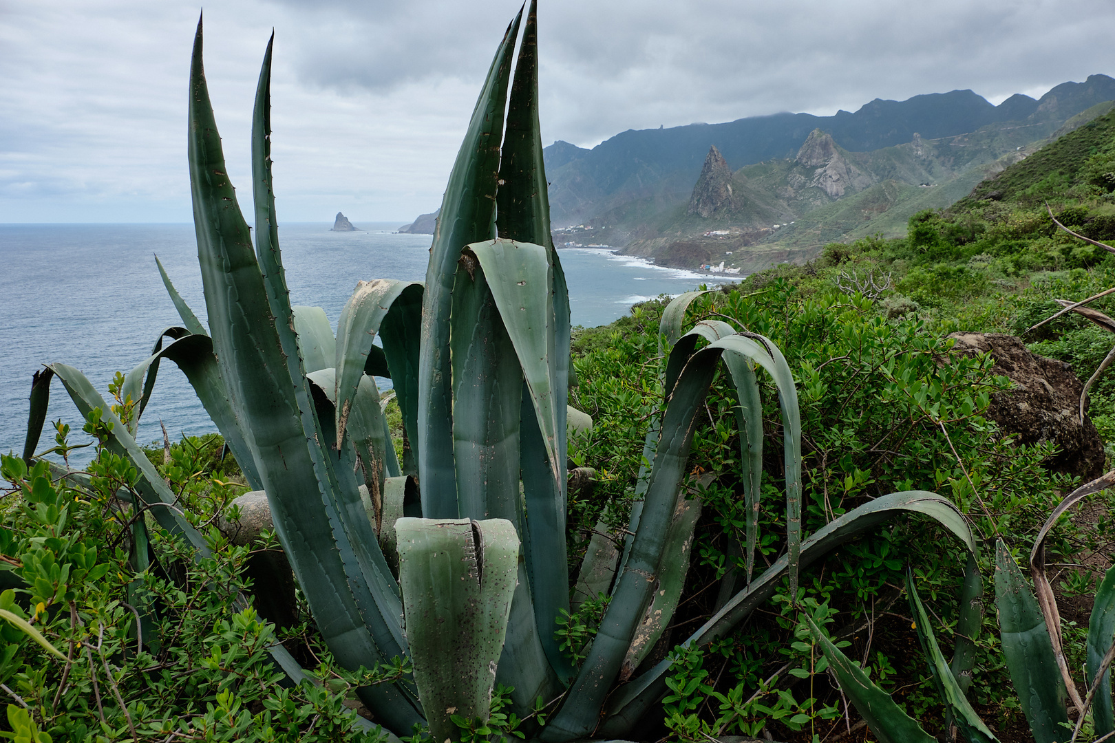 Agave