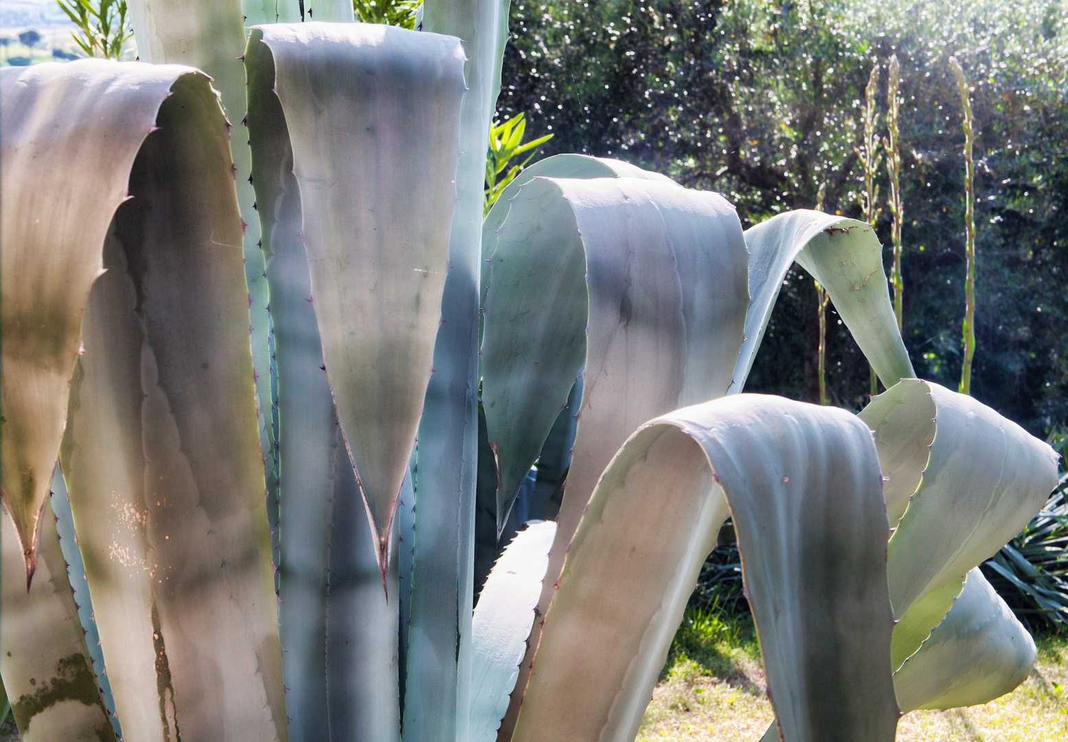 Agave