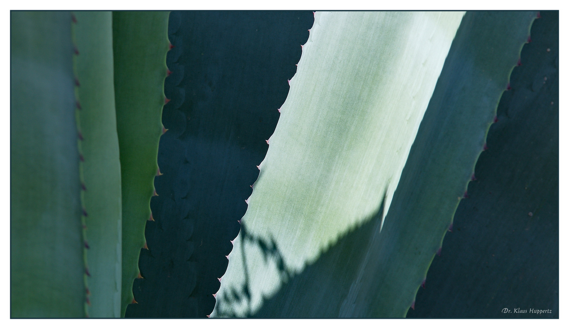 Agave -1-