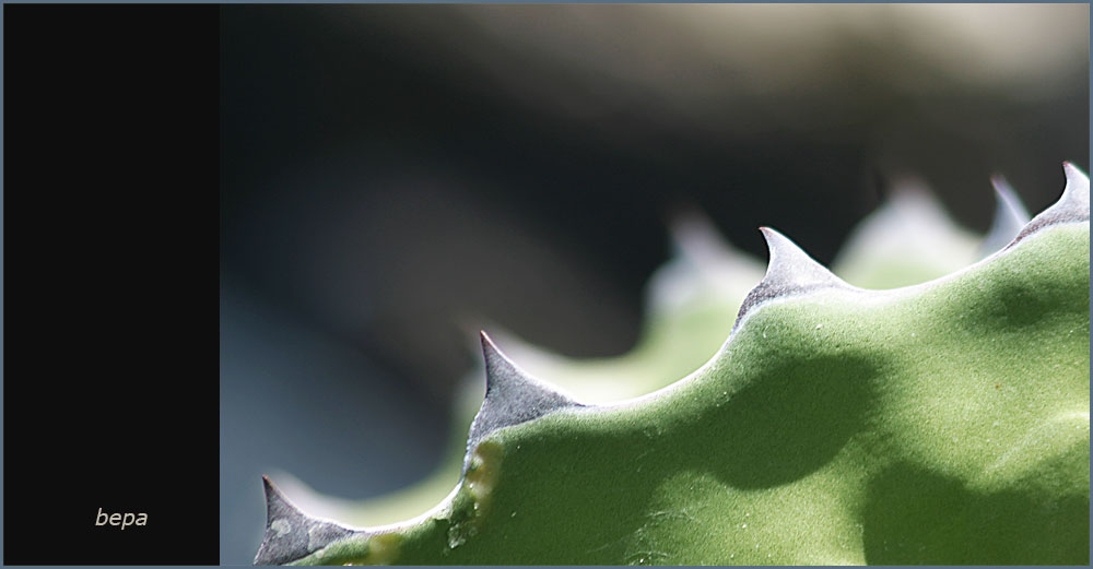 Agave